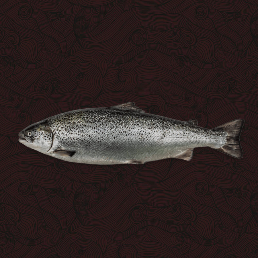 Whole Fresh Salmon (approx 3-4kg)